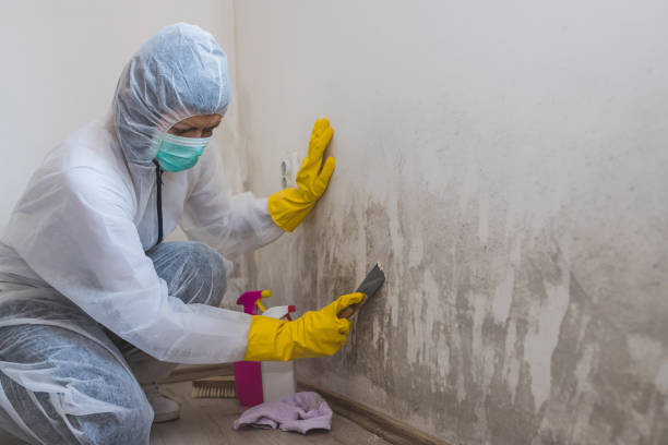 Professional Mold Removal in Miami Heights, OH