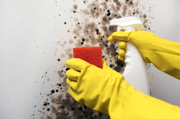 Office Mold Removal Services