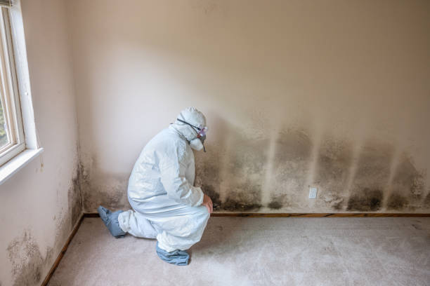 Best Residential Mold Removal  in Miami Heights, OH