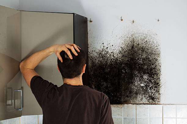 Best Crawl Space Mold Removal  in Miami Heights, OH